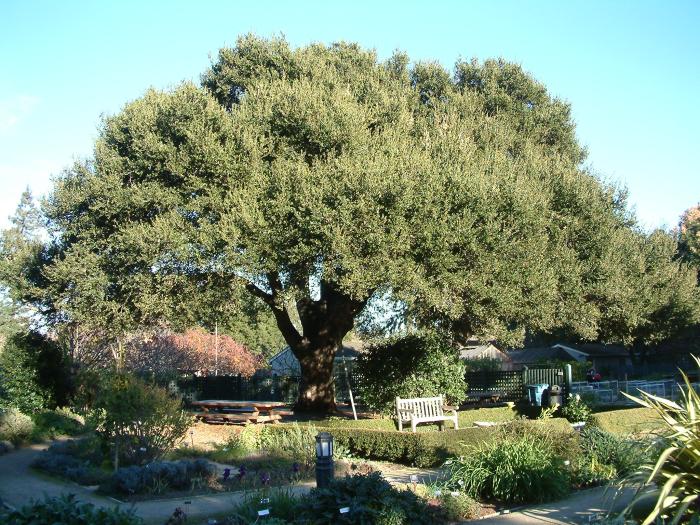 Plant photo of: Quercus agrifolia