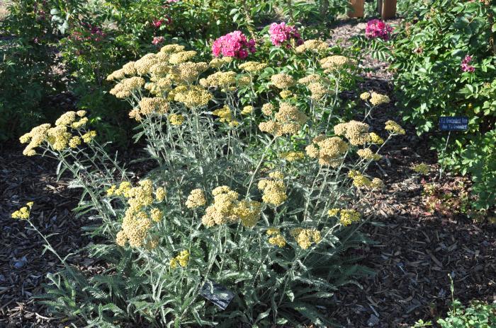 Plant photo of: Achillea millefolium 'Terra Cotta'