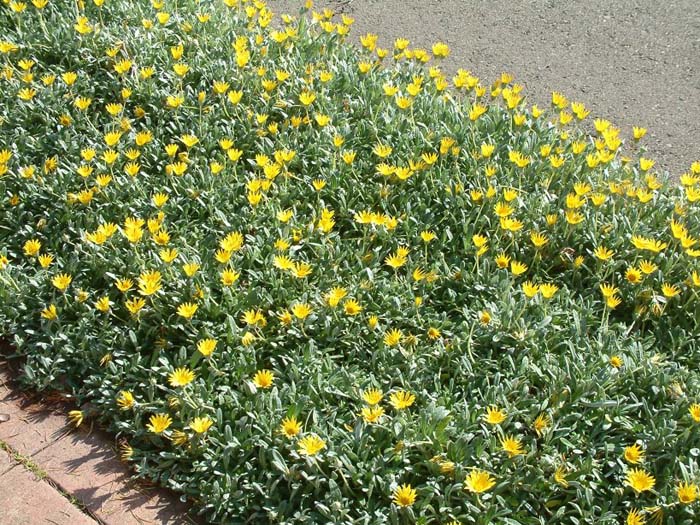 Plant photo of: Gazania 'Mitsua Yellow'