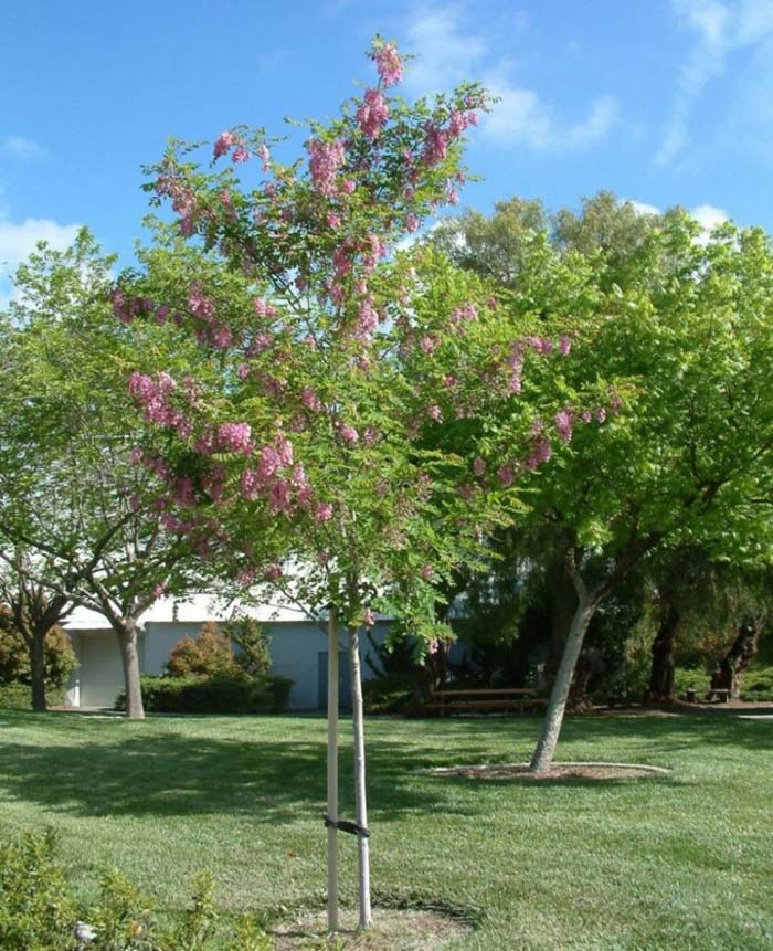 Plant photo of: Robinia 'Purple Robe'