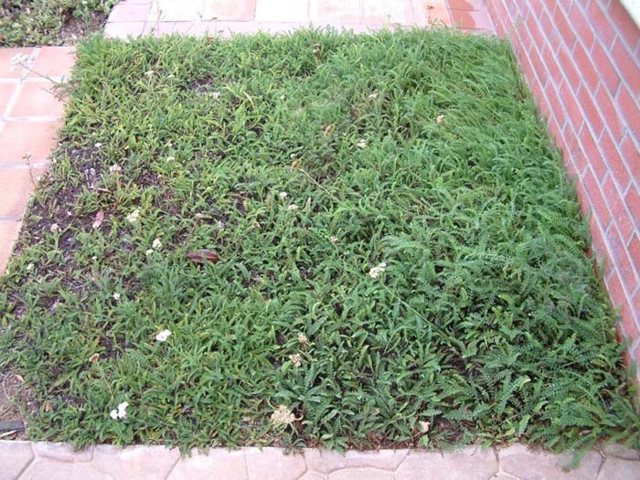 Plant photo of: Achillea tomentosa