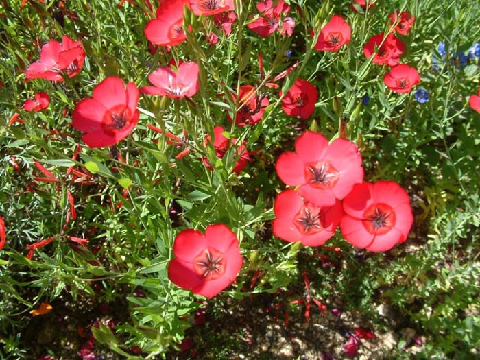 Plant photo of: Linum grandiflorum 'Rubrum'