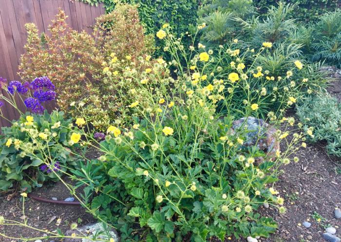 Plant photo of: Geum 'Yellow'