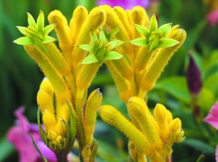 Plant photo of: Anigozanthos flavidus 'Bush Gold'