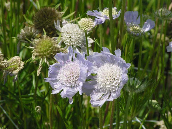 Plant photo of: Scabiosa caucasica