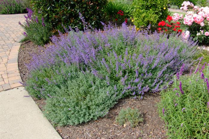 Plant photo of: Nepeta X faassenii 'Dropmore'