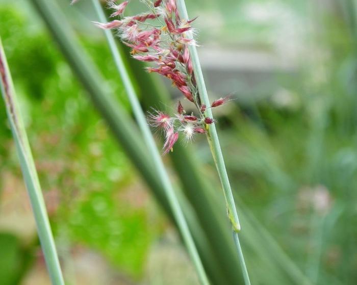 Plant photo of: Melinis nerviglumis