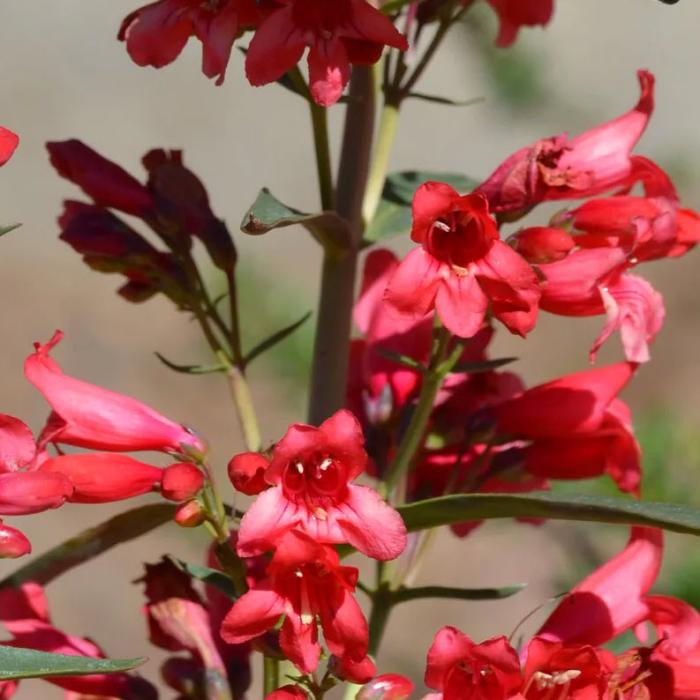 Plant photo of: Penstemon 'Red Riding Hood'