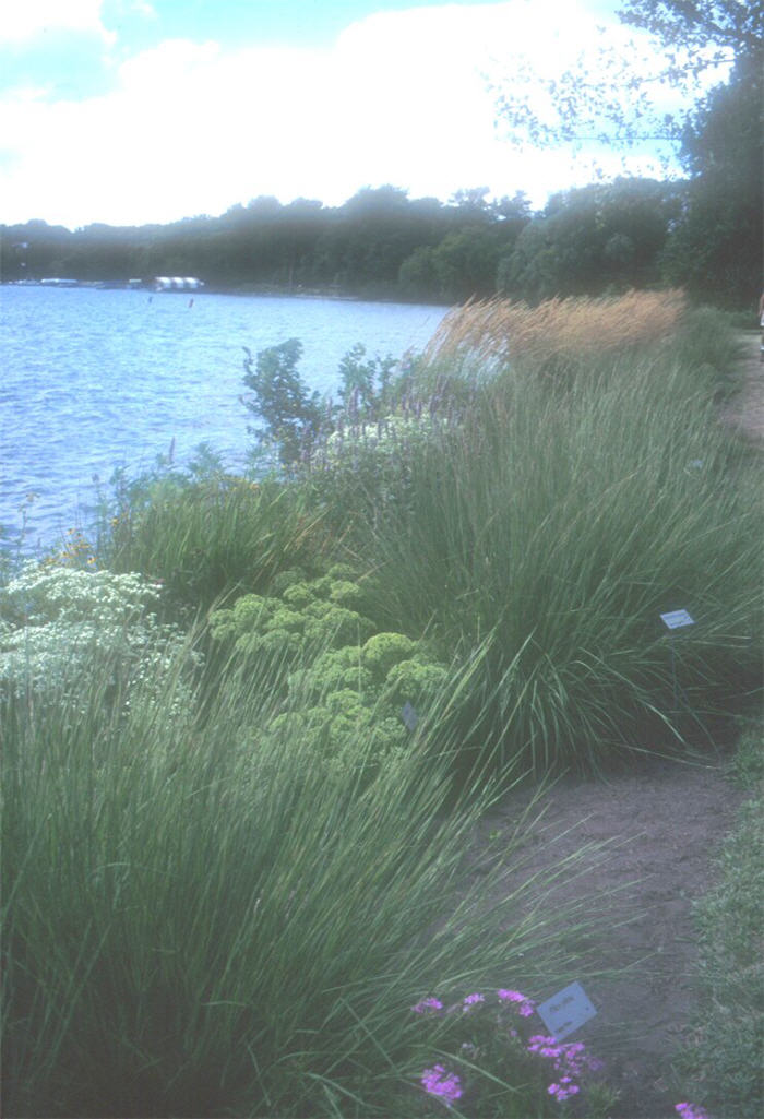 Plant photo of: Calamagrostis X acutiflora 'Karl Foerste