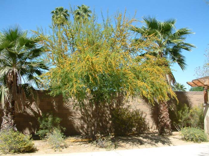 Plant photo of: Acacia farnesiana