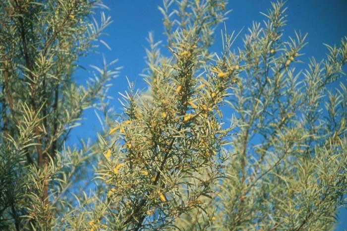 Plant photo of: Acacia aneura