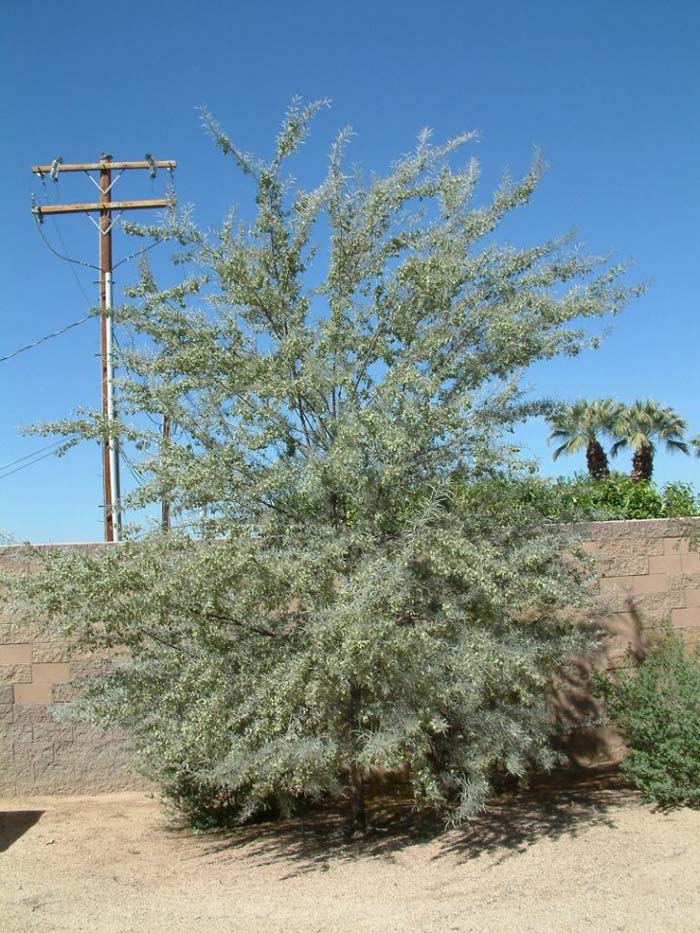 Plant photo of: Acacia aneura