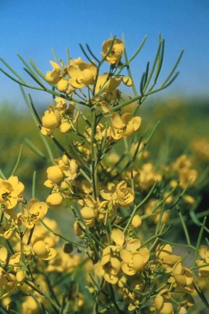 Plant photo of: Senna nemophila