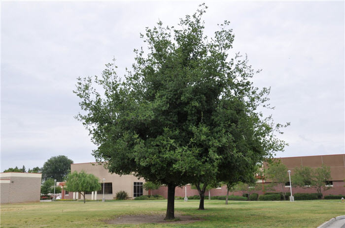 Plant photo of: Quercus kelloggii