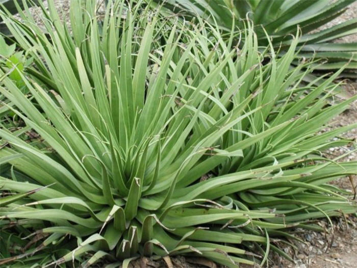 Plant photo of: Agave bracteosa