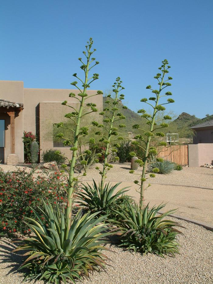 Plant photo of: Agave desmetiana