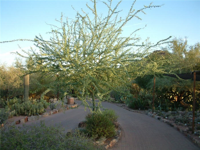 Plant photo of: Parkinsonia praecox