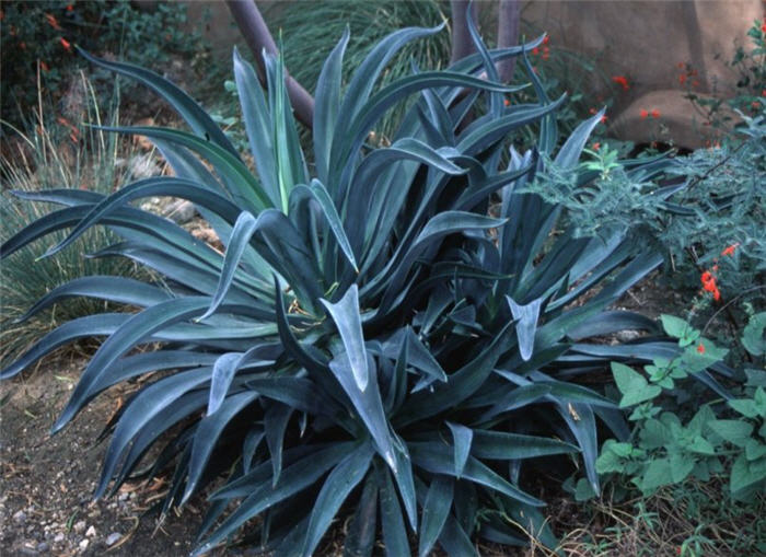 Plant photo of: Agave desmettiana