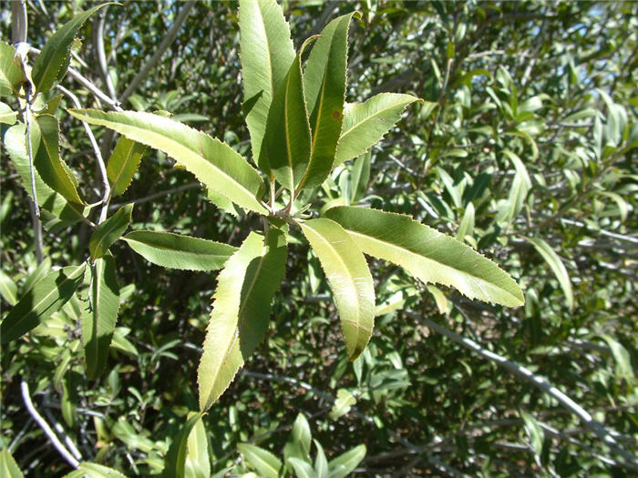 Plant photo of: Vauquelinia californica