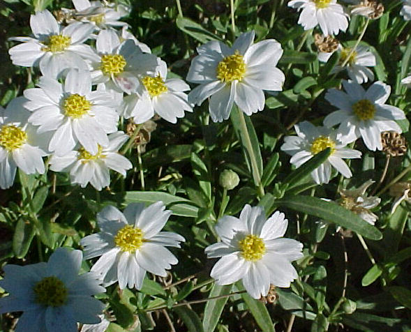 Plant photo of: Melampodium leucanthum