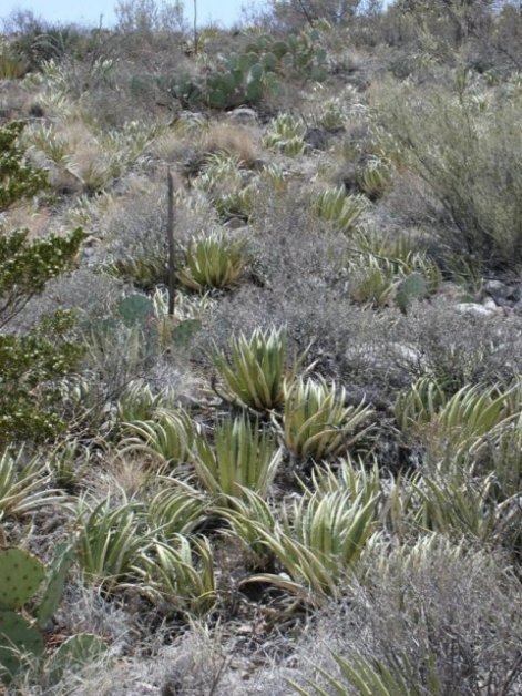 Plant photo of: Agave lechuguilla