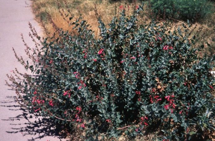 Plant photo of: Penstemon pseudospectabilis