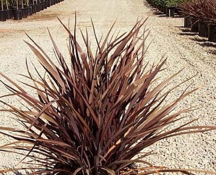 Phormium 'Amazing Red'