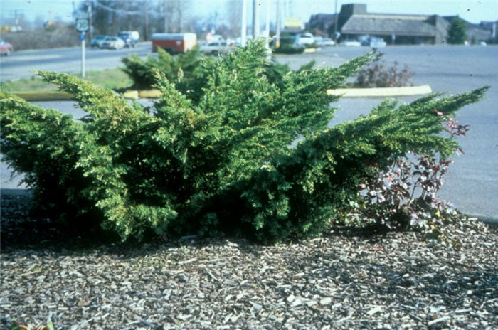 Plant photo of: Juniperus X 'Pfitzeriana'