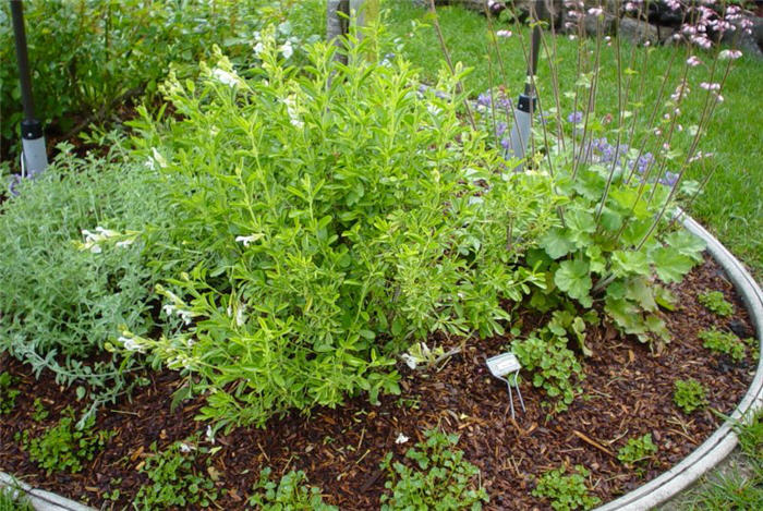 Plant photo of: Salvia greggii 'Alba'