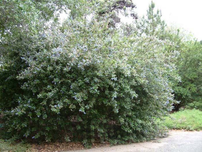 Plant photo of: Ceanothus arboreus 'Ray Hartman'