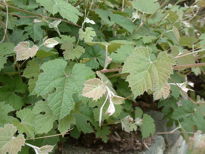 Plant photo of: Vitis californica