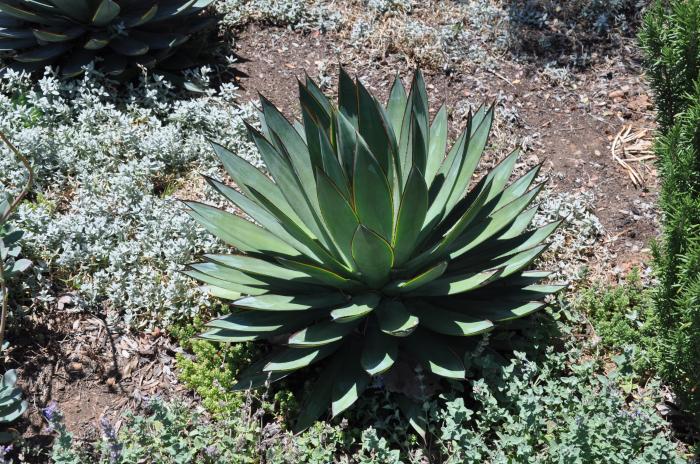 Plant photo of: Agave 'Blue Glow'