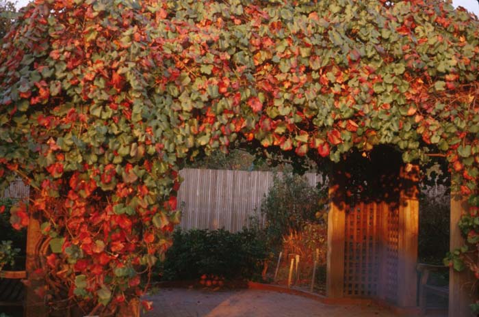 Plant photo of: Vitis californica 'Roger's Red'