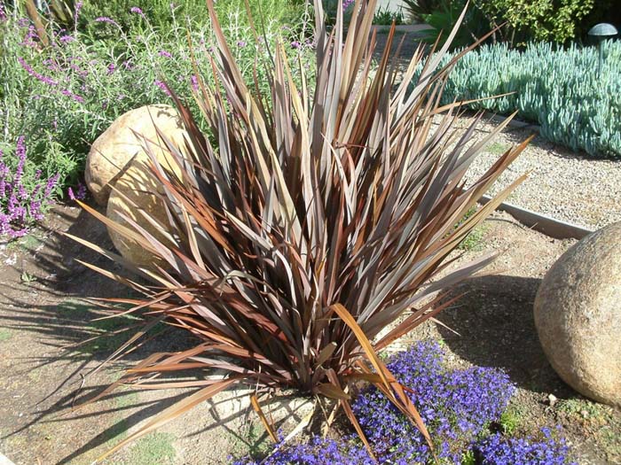 Plant photo of: Phormium tenax 'Atropurpureum'