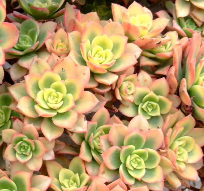 Plant photo of: Aeonium 'Kiwi'