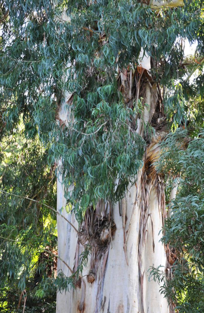 Plant photo of: Eucalyptus viminalis