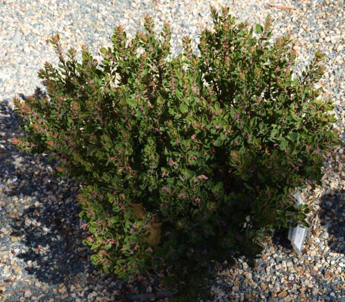 Plant photo of: Arctostaphylos 'Greensphere'