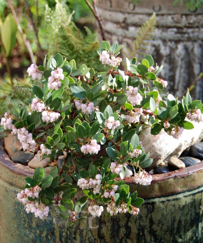 Plant photo of: Arctostaphylos 'Greensphere'