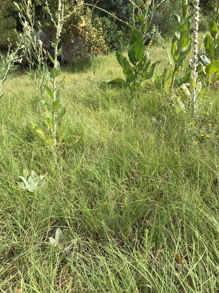 Plant photo of: Bouteloua gracilis