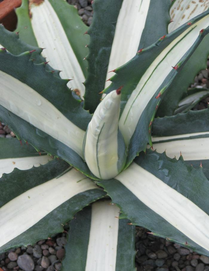 Plant photo of: Agave mediopicta