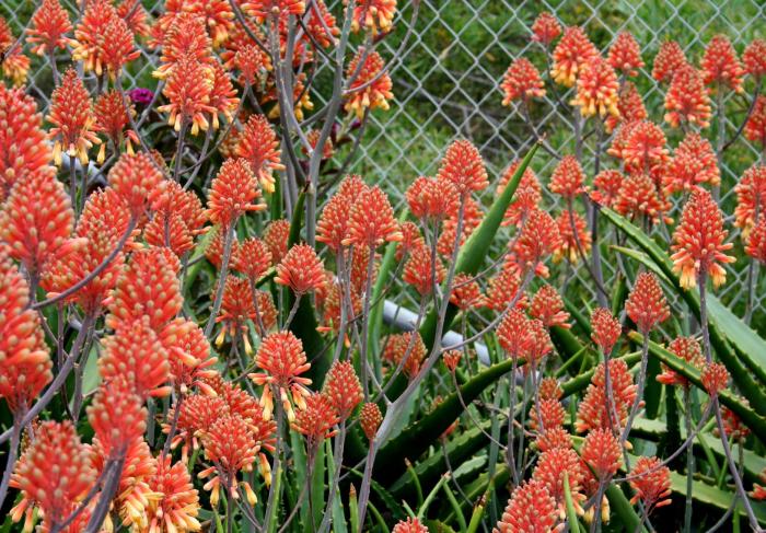 Plant photo of: Aloe camperi