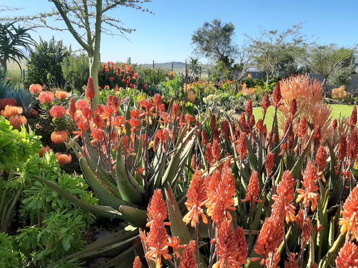 Plant photo of: Aloe camperi