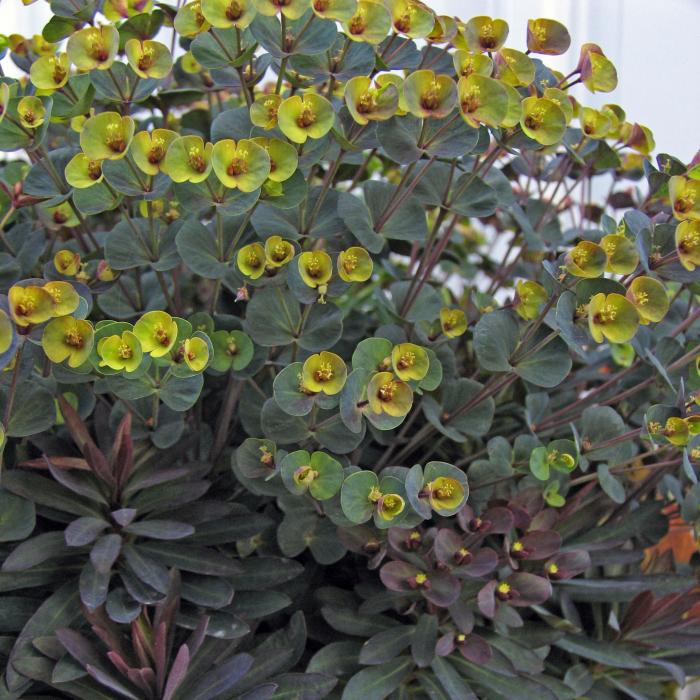 Plant photo of: Euphorbia 'Black Bird'