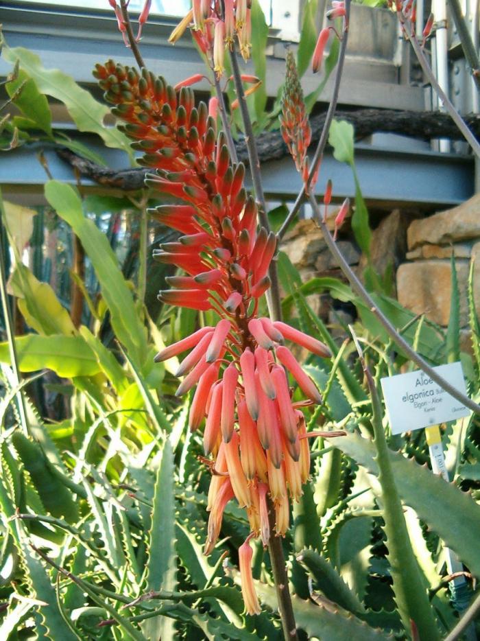 Plant photo of: Aloe elgonica