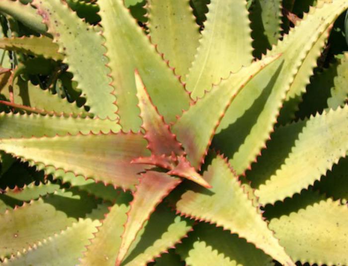 Plant photo of: Aloe elgonica