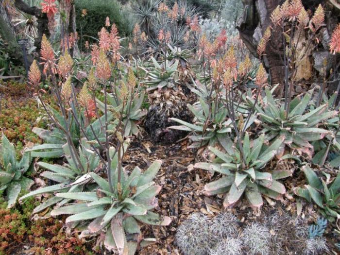 Plant photo of: Aloe fosterii