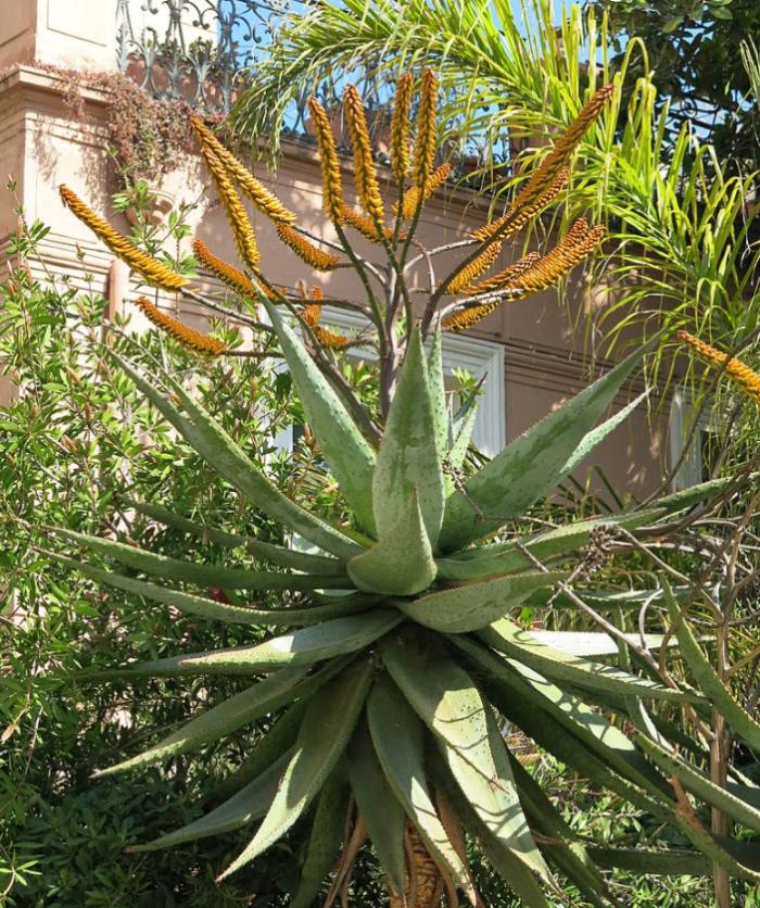 Plant photo of: Aloe marlothii