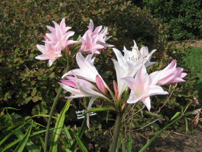 Plant photo of: Amarcrinum memoria-corsii