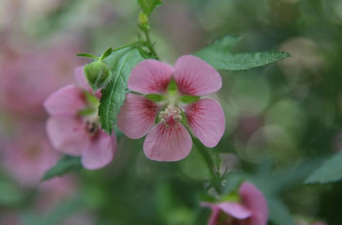 Plant photo of: Anisodontea X hypomandarum