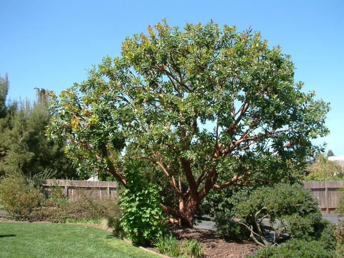 Plant photo of: Arbutus menziesii